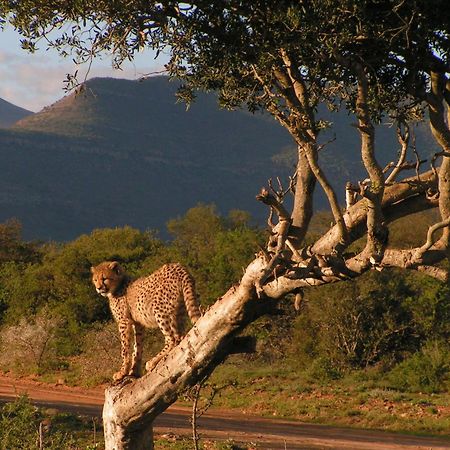Samara Karoo Reserve Graaff Reinet Exterior photo